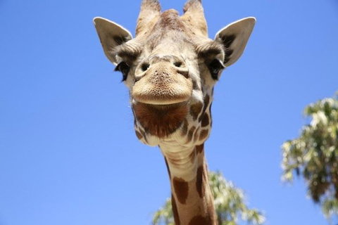 Melbourne Zoo General Entry Ticket - Find Attractions 2