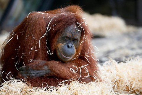 Melbourne Zoo General Entry Ticket - Find Attractions 3