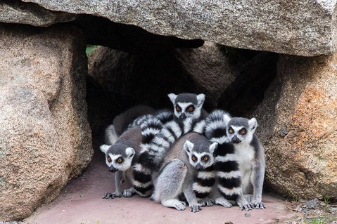 Melbourne Zoo General Entry Ticket - Find Attractions 4