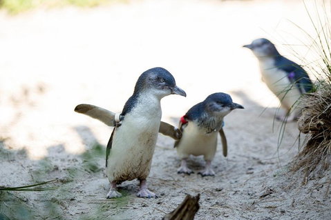 Melbourne Zoo General Entry Ticket - Find Attractions 5