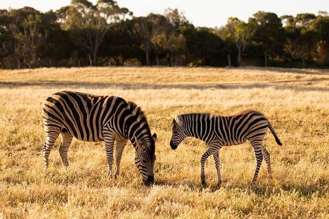 Sunset Safari At Werribee Open Range Zoo - Find Attractions 3