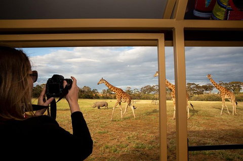 Sunset Safari At Werribee Open Range Zoo - Find Attractions 4