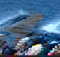 Tangalooma Island Resort Whale Watching Day Cruise - Find Attractions