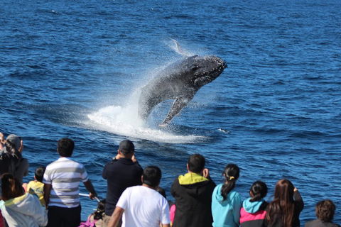 Tangalooma Island Resort Whale Watching Day Cruise - Find Attractions 0
