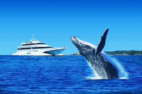 Tangalooma Island Resort Whale Watching Day Cruise - Find Attractions 1
