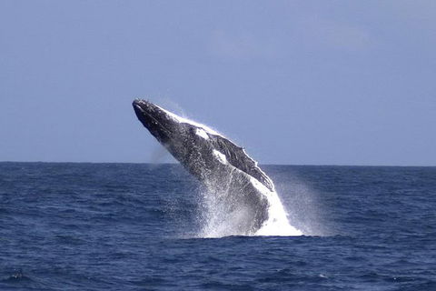 Tangalooma Island Resort Whale Watching Day Cruise - Find Attractions 4
