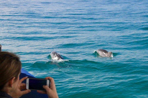 Julian Rocks Byron Bay Cruise - Find Attractions 1