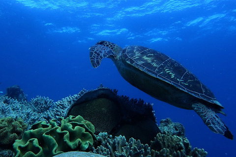 3 Day Whitsundays Sailing And Diving Adventure: Kiana - Find Attractions 2