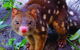 Hartley's Crocodile Adventures General Entry Ticket - thumb 4