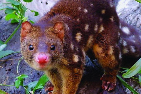 Hartley's Crocodile Adventures Breakfast With The Koalas - Find Attractions 2