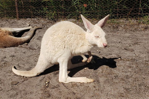 Very Best Of Perth Tour - Wildlife Park & City Highlights Tour - Find Attractions 3