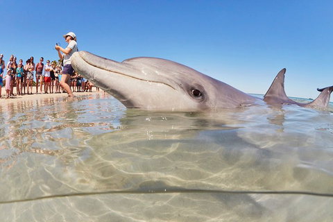 7-Day Exmouth Explorer Via Pinnacles Monkey Mia Ningaloo Reef Returning To Perth - Find Attractions 1