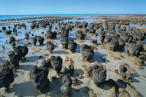 7-Day Exmouth Explorer Via Pinnacles Monkey Mia Ningaloo Reef Returning To Perth - Find Attractions 3