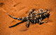 4-Day Coastal Loop Via Monkey Mia Wild Dolphins Kalbarri Pinnacles Perth Return - thumb 5