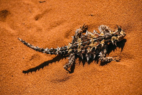 4-Day Coastal Loop Via Monkey Mia Wild Dolphins Kalbarri Pinnacles Perth Return - Find Attractions 5