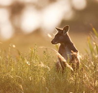 Sunset Blue Mountains Wilderness  Wildlife Tour without the crowds - Find Attractions