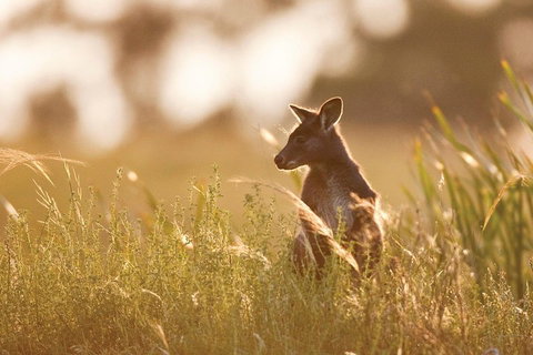 Sunset Blue Mountains Wilderness & Wildlife Tour Without The Crowds - Find Attractions 0
