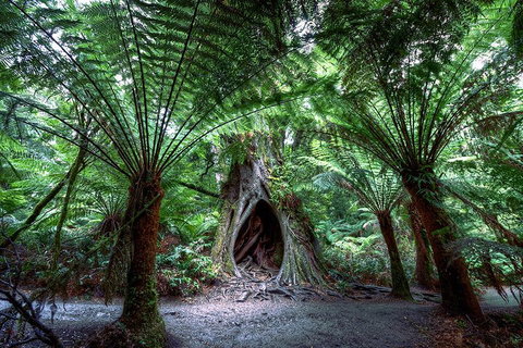 2-Day Melbourne To Adelaide Tour: Great Ocean Road And Grampians One Way Trip - Find Attractions 3