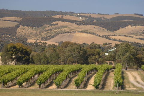 McLaren Vale And Glenelg Wine Tasting And Sightseeing (Half-day Afternoon) - Find Attractions 2
