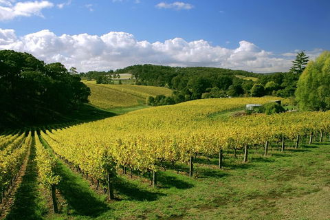 McLaren Vale And Glenelg Wine Tasting And Sightseeing (Half-day Afternoon) - Find Attractions 4