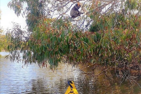 Kangaroo Island Self-Guided Kayaking On The Harriet River - Find Attractions 4