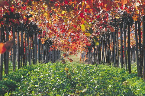 Margaret River Private Tour - Find Attractions 0