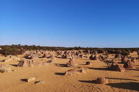 Pinnacles Day Trip From Perth Including Yanchep National Park - Find Attractions 3