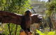 Healesville Sanctuary And Rayners Orchard Tour From Melbourne - thumb 2