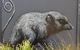Healesville Sanctuary And Rayners Orchard Tour From Melbourne - thumb 5