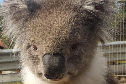 Full-Day Great Ocean Road Tour From Melbourne - Find Attractions 3
