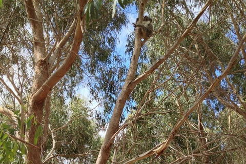 Kangaroo Island 4WD Tour - Best Of KI In 2 Days - Find Attractions 0