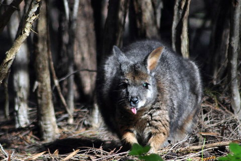 Small-Group Kangaroo Island 4WD Night Tour - Find Attractions 1