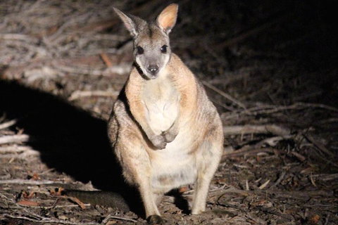 Small-Group Kangaroo Island 4WD Night Tour - Find Attractions 3