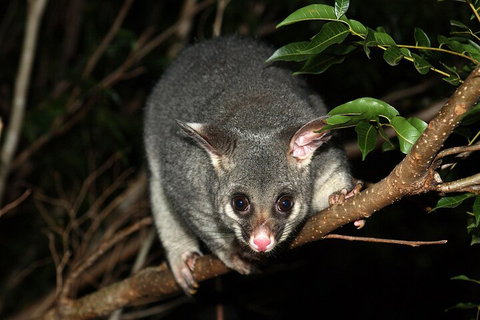 Small-Group Kangaroo Island 4WD Night Tour - Find Attractions 5