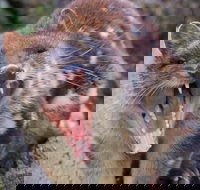 After Dark Tasmanian Devil Feeding Tour at Cradle Mountain - Find Attractions