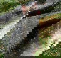 1-Hour Tasmanian Devil Feeding Day Tour at Cradle Mountain - Find Attractions
