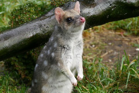 1-Hour Tasmanian Devil Feeding Day Tour At Cradle Mountain - Find Attractions 0