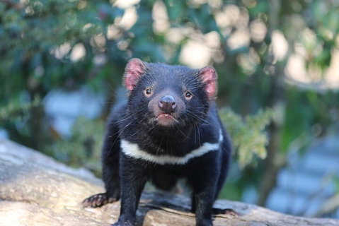 1-Hour Tasmanian Devil Feeding Day Tour At Cradle Mountain - Find Attractions 1