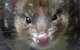 1-Hour Tasmanian Devil Feeding Day Tour At Cradle Mountain - thumb 3