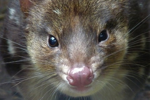 1-Hour Tasmanian Devil Feeding Day Tour At Cradle Mountain - Find Attractions 3