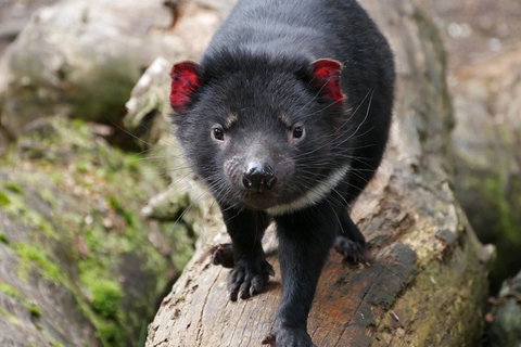 1-Hour Tasmanian Devil Feeding Day Tour At Cradle Mountain - Find Attractions 4