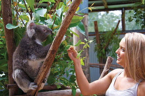 Private Guided Tour: Blue Mountains Tour From Sydney - Find Attractions 5