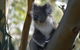 Full-Day Bus Tour Phillip Island Wildlife And Brighton Beach - thumb 0