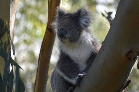 Full-Day Bus Tour Phillip Island Wildlife And Brighton Beach - Find Attractions 0