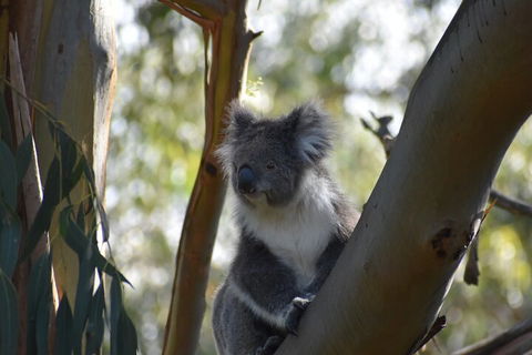 Healesville Sanctuary And Phillip Island Wildlife Bus Tour - Find Attractions 0