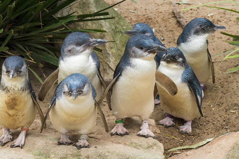 Healesville Sanctuary And Phillip Island Wildlife Bus Tour - Find Attractions 2