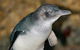 Healesville Sanctuary And Phillip Island Wildlife Bus Tour - thumb 4
