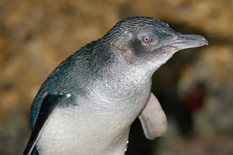 Healesville Sanctuary And Phillip Island Wildlife Bus Tour - Find Attractions 4
