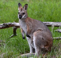 Ultimate Blue Mountains and Wildlife Tour - Find Attractions