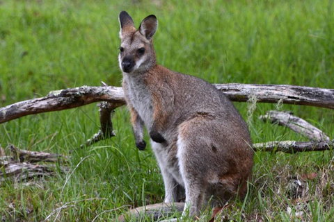 Ultimate Blue Mountains And Wildlife Tour - Find Attractions 0
